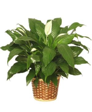 PEACE LILY PLANT  SPATHIPHYLLUM CLEVELANDII Flower Bouquet