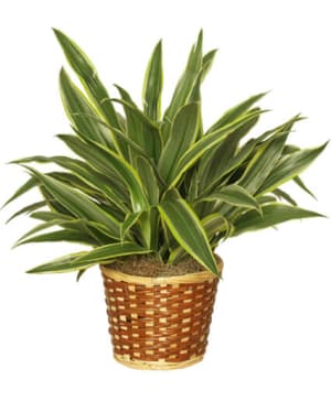 STRIPED DRACAENA PLANT
DRACAENA DEREMENSIS 'WARNECKEI' Flower Bouquet