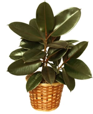 RUBBER PLANT BASKET
FICUS ELASTICA Flower Bouquet