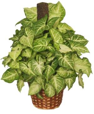 GREEN NEPHTHYTIS PLANT
SYNGONIUM PODOPHYLLUM Flower Bouquet