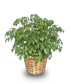 CHINA DOLL ARALIA PLANT
RADERMACHIA SINICA Flower Bouquet