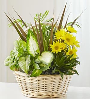 Dish Garden with Fresh Cut Flowers Flower Bouquet