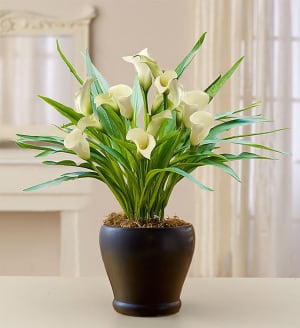 Sophisticated White Calla Lily Flower Bouquet