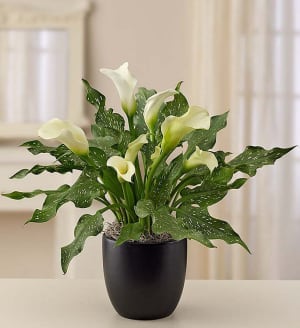 Sophisticated White Calla Lily Flower Bouquet