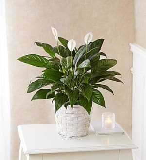 Peace Lily Plant Flower Bouquet