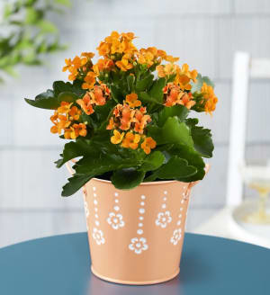 Summer Citrus Kalanchoe Flower Bouquet