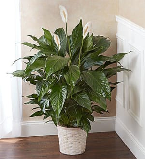 Peace Lily Plant for Sympathy Flower Bouquet