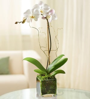 Orchid Plant Flower Bouquet