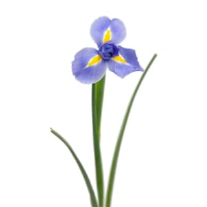 Loose Stem Iris Flower Bouquet