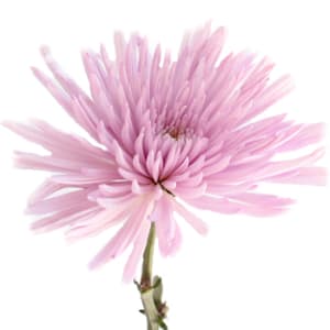 Loose Stem Lavender Spider Mum Flower Bouquet