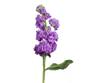 Loose Stem Lavender Stock Flower Bouquet