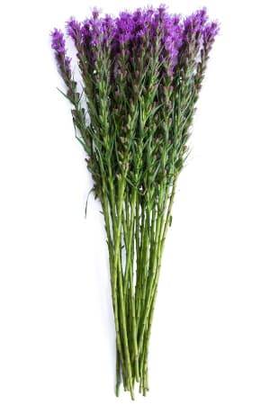 Loose Stem Liatris Flower Bouquet