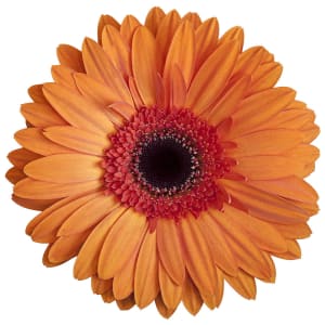 Loose Stem Orange Gerbera Flower Bouquet