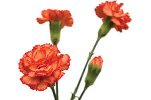 Loose Stem Orange Mini Carnation Flower Bouquet