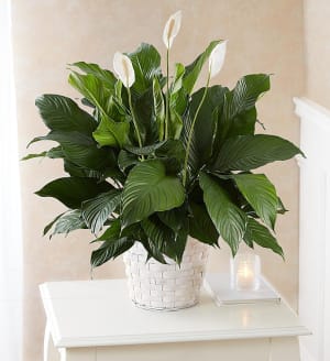 Peace Lily Flower Bouquet