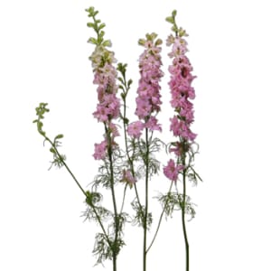 Loose Stem Pink Larkspur Flower Bouquet