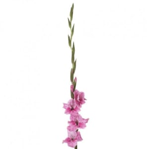 Loose Stem Pink Gladiolus Flower Bouquet