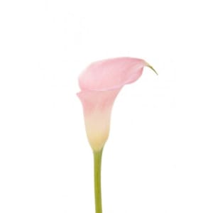 Loose Stem Pink Mini Calla Flower Bouquet