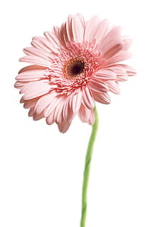 Loose Stem Pink Gerbera Flower Bouquet