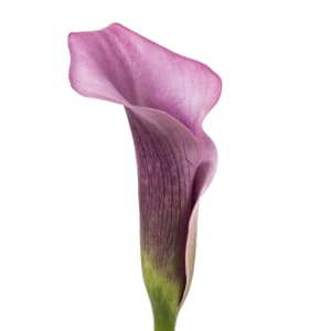 Loose Stem Purple Mini Calla Flower Bouquet