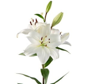 Loose Stem White Asiatic Lily Flower Bouquet