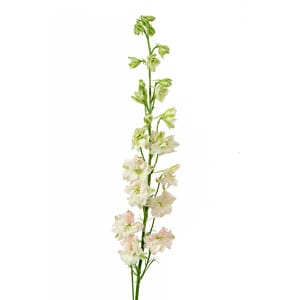 Loose Stem White Larkspur Flower Bouquet