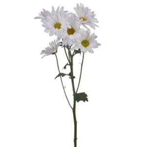 Loose Stem White Daisy Flower Bouquet