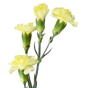 Loose Stem Yellow Mini Carnation Flower Bouquet