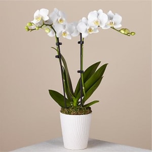 White Phalaenopsis Orchid Flower Bouquet