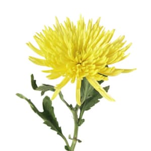 Loose Stem Yellow Spider Mum Flower Bouquet