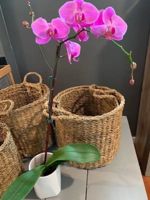 Blooming Orchid Plant