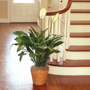 PEACE LILY FLOOR PLANT 10"D Flower Bouquet