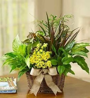 European Dish Garden Flower Bouquet