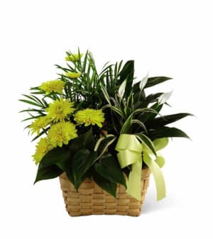 Loving Light Dishgarden Flower Arrangement Loving Light Dishgarden Flower Bouquet