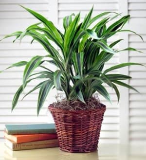 Green Plant Flower Bouquet