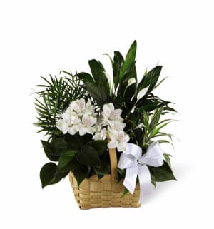 Peace & Serenity Dishgarden Flower Bouquet
