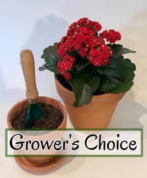 Grower’s Choice - Blooming Flower Bouquet