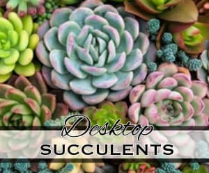 Desktop Succulents Flower Bouquet