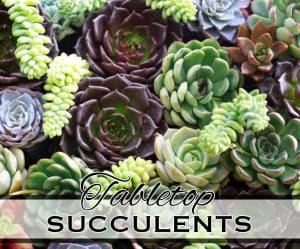 Tabletop Succulents Flower Bouquet