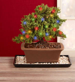 Merry Christmas Bonsai + Free Candle Flower Bouquet