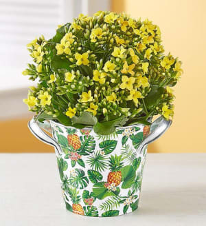 Tropical Kalanchoe
 Flower Bouquet