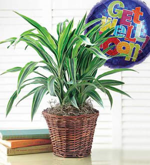 Get Well Green Plant With Balloon Flower Bouquet