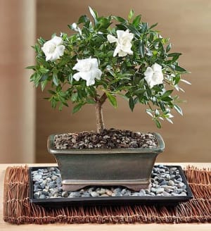 Gardenia Bonsai
 Flower Arrangement Gardenia Bonsai
 Flower Bouquet