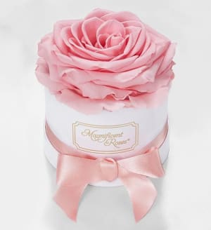 Magnificent Roses® Preserved Pink Rose