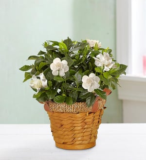 Blooming Gardenia Plant in Basket
 Flower Bouquet