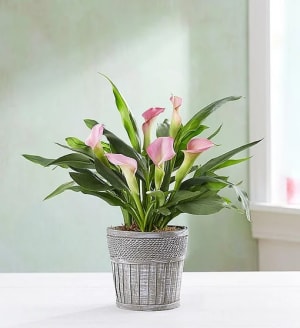 Elegant Calla Lily
 Flower Bouquet