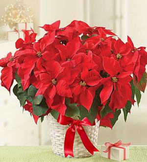 Poinsettia Plant Flower Bouquet