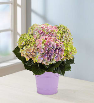Spring Beauty Hydrangea
 Flower Bouquet