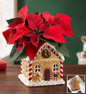 Gingerbread House Poinsettia Plant Flower Bouquet