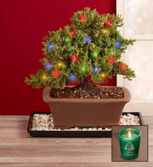 Merry Christmas Bonsai + Free Candle Flower Bouquet